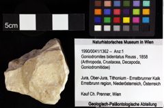 Foto (Objket + Etiketten) von Goniodromites bidentatus (Reuss, 1858) 